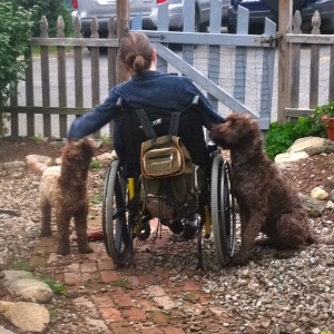 Therapy and Companion Dog